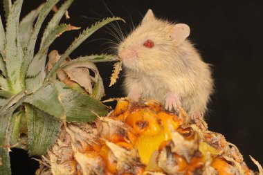 Bir Campbell cüce hamster (Phodopus kampbelli) ananas meyvesi yer. Orjinal yaşam alanı çayırlar, çöller ve yarı çöllerdir.. 