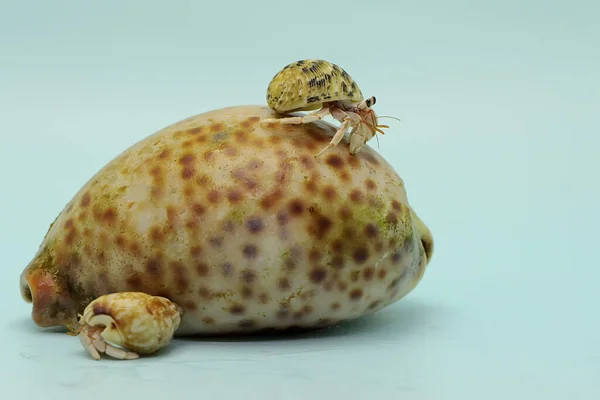 Hermit Crab Paguroidea Walking Slowly Shell Large Dead Hermit Crab — Stockfoto