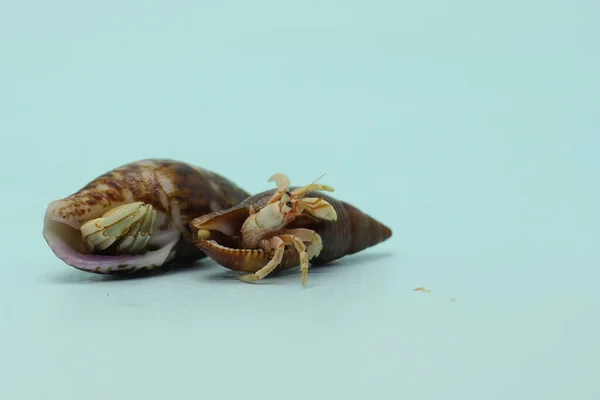 Dos Cangrejos Ermitaños Paguroidea Caminan Lentamente Alrededor Concha Gran Cangrejo —  Fotos de Stock