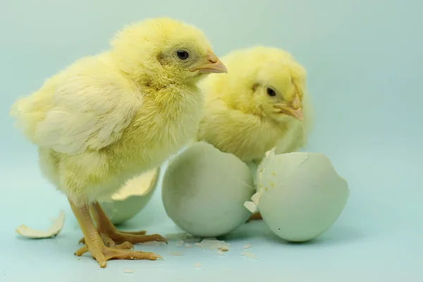 White Chick Beauty Has Just Hatched — Stock Photo, Image