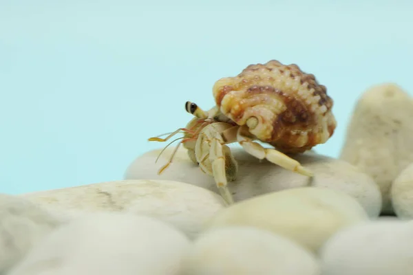 Hermit Crab Paguroidea Walking Slowly Shell Large Dead Hermit Crab — Stockfoto