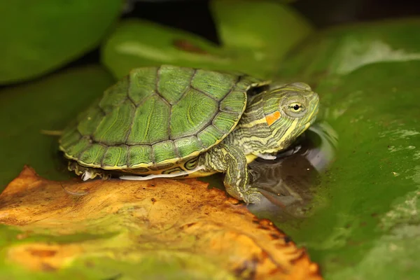 Une Tortue Coulissante Oreilles Rouges Prélasse Avant Commencer Ses Activités — Photo