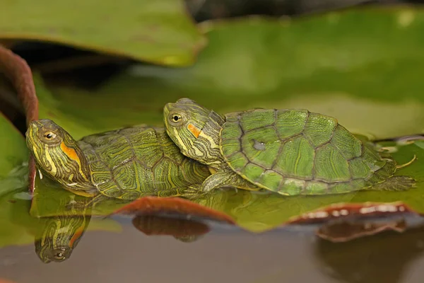 Dos Tortugas Correderas Orejas Rojas Están Tomando Sol Arbusto Antes — Foto de Stock