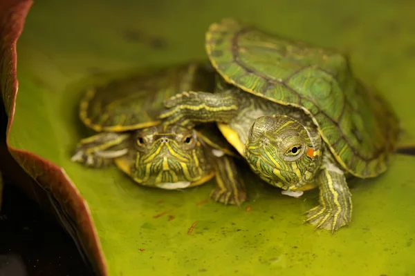 Две Черепахи Ползунки Красным Ухом Загорают Кустах Перед Приступить Повседневной — стоковое фото