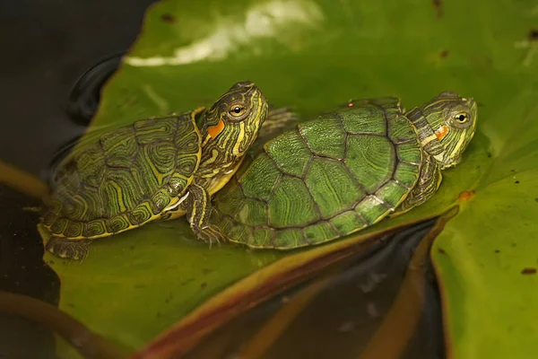 Dos Tortugas Correderas Orejas Rojas Están Tomando Sol Arbusto Antes — Foto de Stock