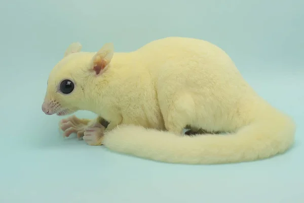 A leucistic sugar glider is looking for food. These marsupials eat fruit and small insects.