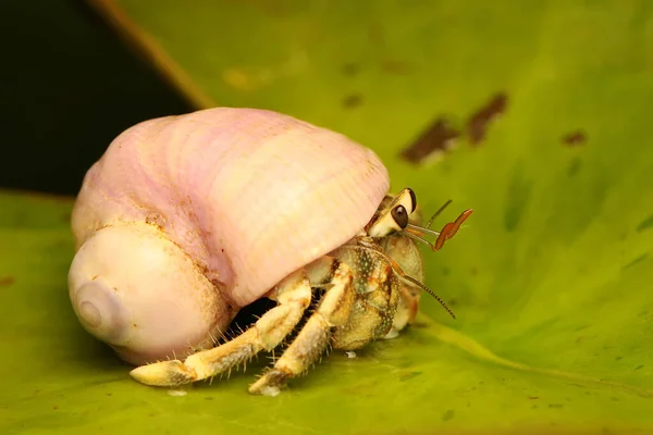 Caranguejo Eremita Paguroidea Está Caminhando Lentamente Sobre Concha Grande Caranguejo — Fotografia de Stock