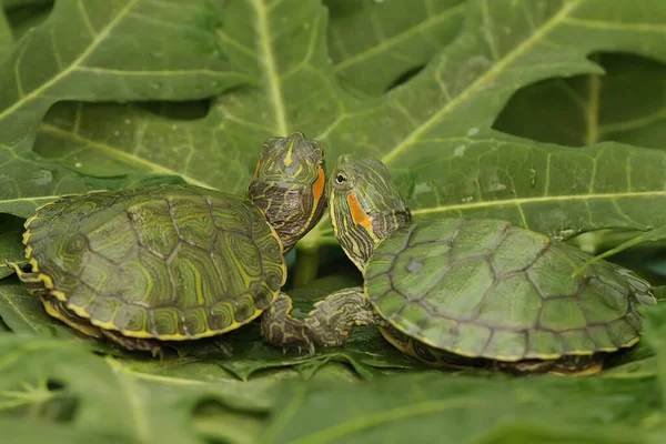 Two Red Eared Slider Tortoises Sunbathing Bush Starting Daily Activities — Stock Photo, Image