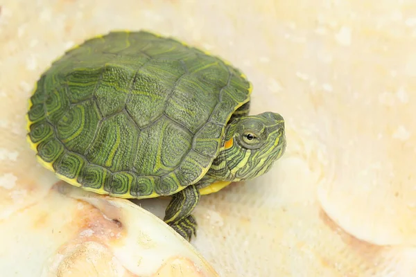 Une Tortue Coulissante Oreilles Rouges Prend Bain Soleil Sur Les — Photo