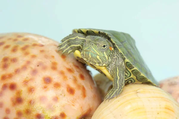 Red Eared Slider Tortoises Sunbathing Shells Dead Hermit Crabs Starting — Stock Photo, Image