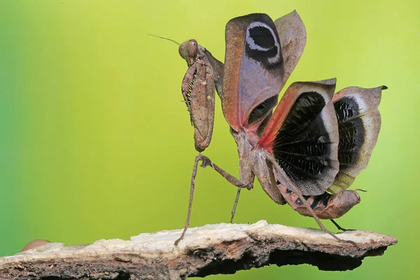 Una Mantide Religiosa Phyllocrania Paradoxa Sta Predando Uno Scarafaggio — Foto Stock