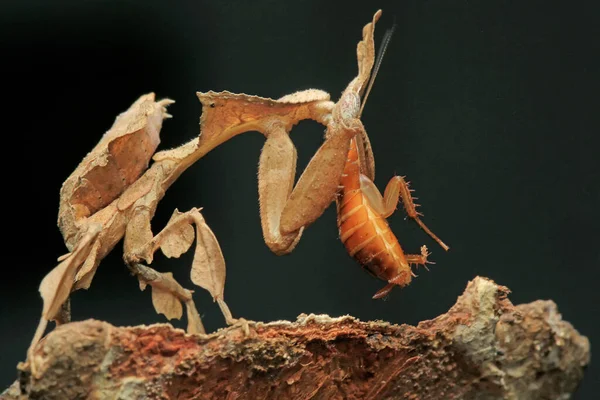 Louva Deus Phyllocrania Paradoxa Está Atacando Uma Barata — Fotografia de Stock