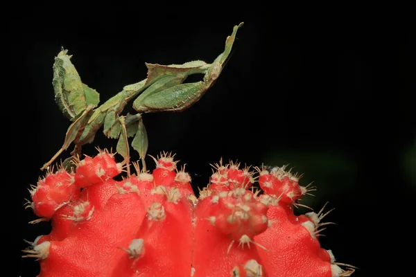 Una Mantis Religiosa Phyllocrania Paradoxa Aprovecha Una Cucaracha —  Fotos de Stock