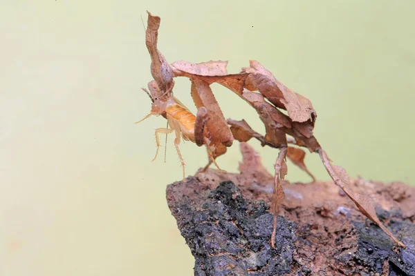 Богомол Phyllocrania Paradoxa Охотится Таракана — стоковое фото
