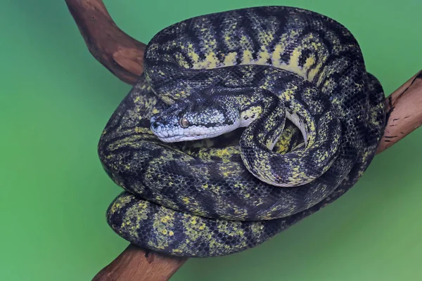 Cobra víbora azul no galho, cobra víbora pronta para atacar, insularis azul