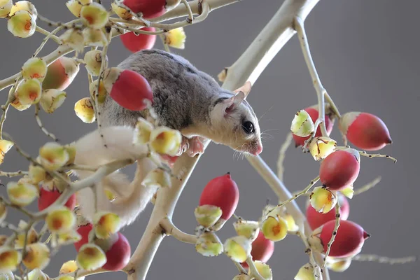Palmiye Bahçesinde Yiyecek Arayan Bir Mozaik Şeker Planörü Hayvan Geceleri — Stok fotoğraf