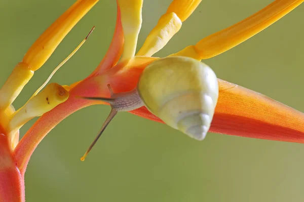 Ένα Πολυνησιακό Δέντρο Σαλιγκάρια Partula Ψάχνει Για Τροφή Στον Κορμό — Φωτογραφία Αρχείου