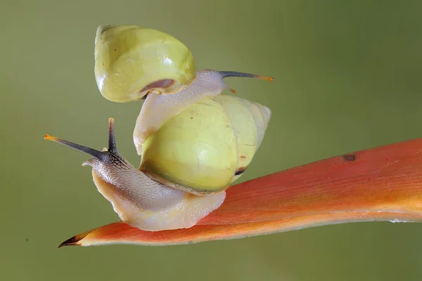 Dos Caracoles Arbóreos Polinesios Partula Buscan Alimento Tronco Una Planta — Foto de Stock