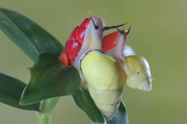 Dois Caramujos Polinésios Partula Estão Procura Comida Tronco Uma Planta — Fotografia de Stock