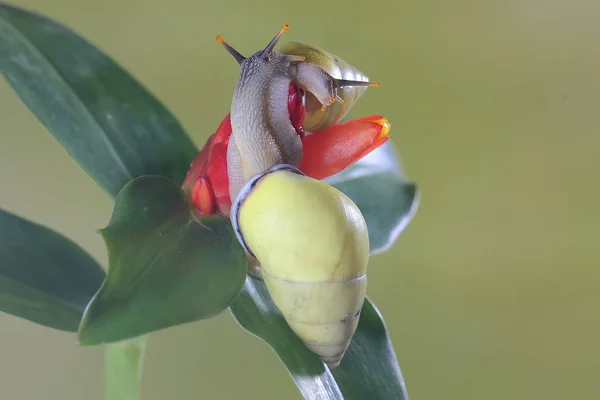 Escargot Polynésien Partula Cherche Nourriture Sur Tronc Une Plante Sauvage — Photo