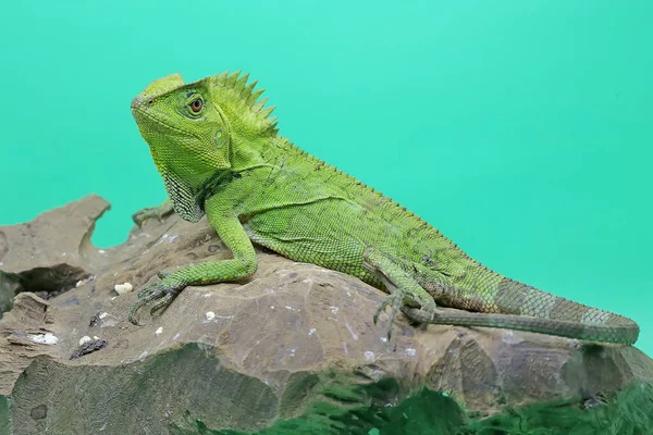 Gest Ciała Najgroźniejszego Smoka Gonocephalus Chamaeleontinus Gotowego Ataku Zwierzęta Wchodzące — Zdjęcie stockowe