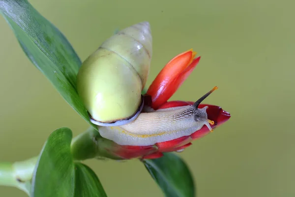 폴리네시아의 달팽이가야 생식물의 줄기에서 먹이를 — 스톡 사진