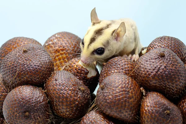 Mosaic Sugar Glider Petaurus Breviceps Perched Salak Fruit Which One — 스톡 사진