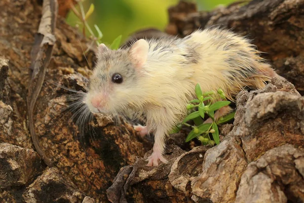 Syrisk Hamster Mesocricetus Auratus Gör Sig Redo Att Hoppa Från — Stockfoto