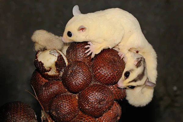 Lökosistik Bir Şeker Planörü Petaurus Breviceps Sevdiği Yiyeceklerden Biri Olan — Stok fotoğraf