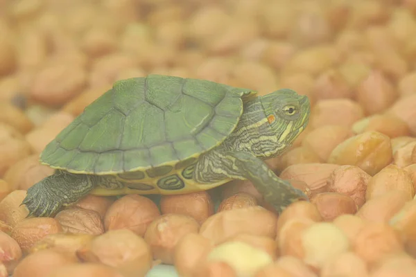 Une Tortue Coulissante Oreilles Rouges Prend Bain Soleil Avant Commencer — Photo