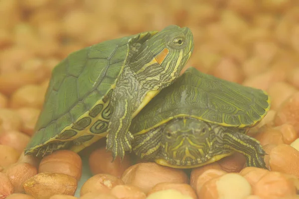 Two Red Eared Slider Tortoises Sunbathing Lotus Leaves Starting Daily — Stock Photo, Image