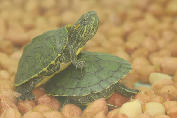 Two Red Eared Slider Tortoises Sunbathing Lotus Leaves Starting Daily — Stock Photo, Image