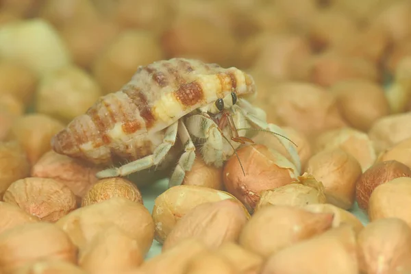 Crabe Ermite Paguroidea Marche Lentement — Photo