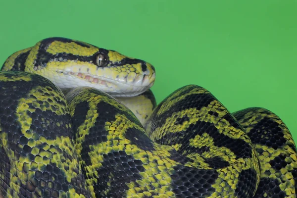 Uma Cobra Píton Tapete Está Enrolando Seu Corpo Log — Fotografia de Stock