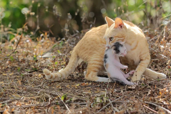 Anne Kedi Yavrusunu Daha Güvenli Bir Yere Götürüyor — Stok fotoğraf
