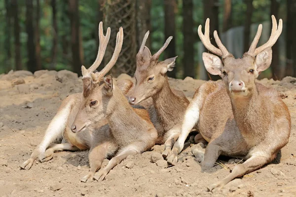 Três Veados Timor Cervus Timorensis Descansando Nos Arbustos — Fotografia de Stock