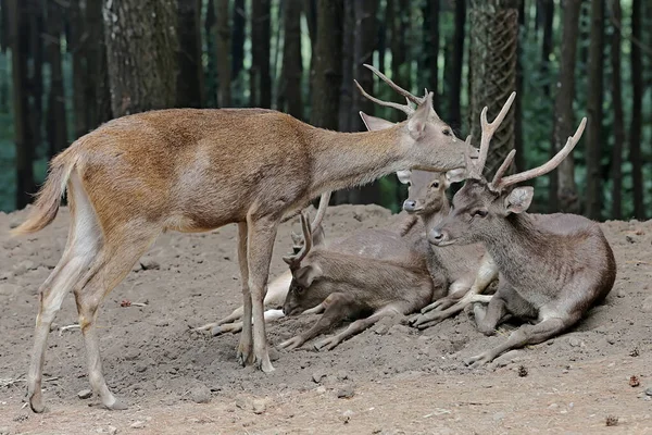 Tre Cervi Timor Cervus Timorensis Riposano Tra Cespugli — Foto Stock