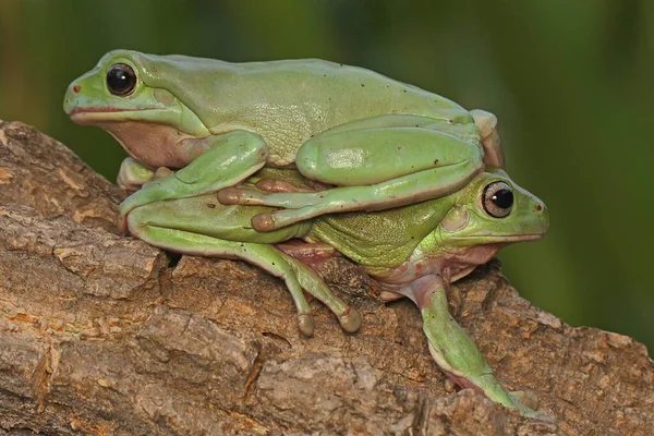 Dvě Zavalité Žáby Litoria Caerulea Odpočívající Suchých Kládách — Stock fotografie