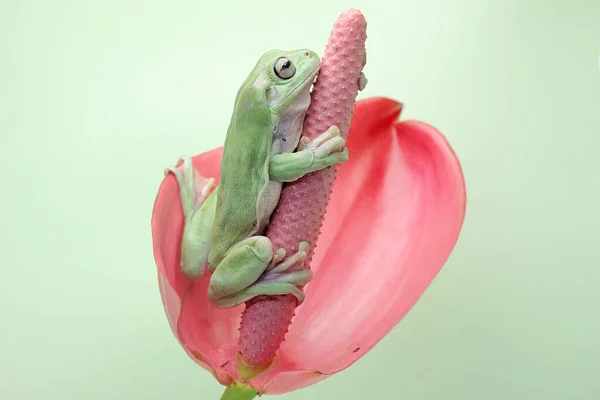 ピンクのアンスリウムの花にはでこぼこの木のカエルが休んでいます 学名はLitoria Caeruleaです — ストック写真