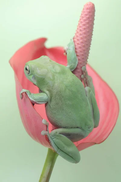 Śliska Żaba Drzewna Spoczywa Różowym Kwiatku Anthurium Ten Zielony Płazów — Zdjęcie stockowe