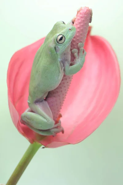Śliska Żaba Drzewna Spoczywa Różowym Kwiatku Anthurium Ten Zielony Płazów — Zdjęcie stockowe