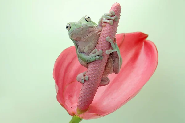 Růžové Květince Anthuria Odpočívá Zarostlá Žába Stromu Tento Zelený Obojživelník — Stock fotografie