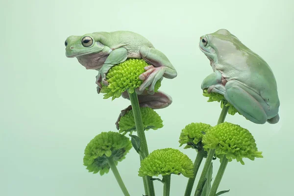 Dvě Zavalité Žáby Litoria Caerulea Odpočívající Divokém Květu — Stock fotografie