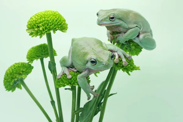 Tombul Kurbağa Litoria Caerulea Bir Kır Çiçeğinin Üzerinde Dinleniyor — Stok fotoğraf