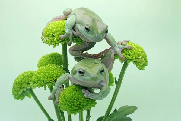 Dwie Smukłe Żaby Litoria Caerulea Spoczywające Dzikim Kwiatku — Zdjęcie stockowe