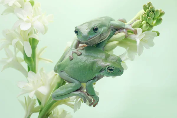 Dwie Smukłe Żaby Litoria Caerulea Spoczywające Dzikim Kwiatku — Zdjęcie stockowe