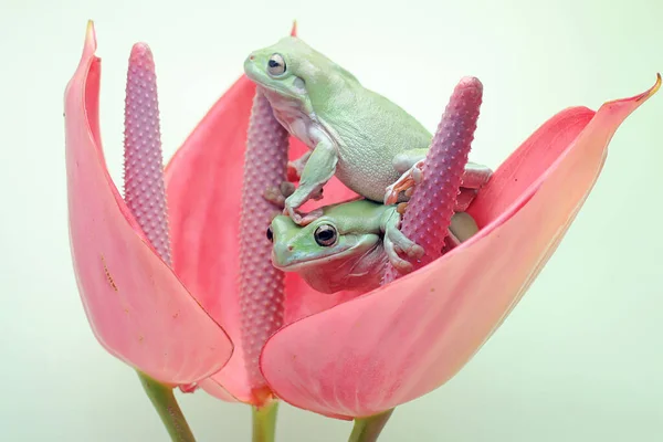 Två Lövgrodor Som Vilar Rosa Myrblomma Denna Gröna Amfibie Har — Stockfoto