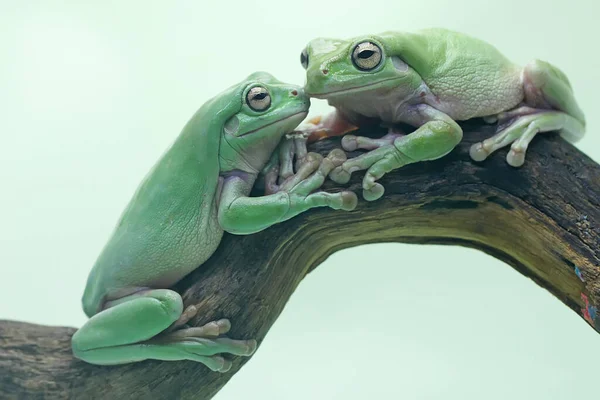 Dvě Zavalité Žáby Litoria Caerulea Odpočívající Suchých Kládách — Stock fotografie