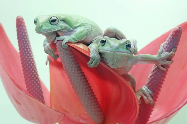 Két Lepukkant Béka Pihen Egy Rózsaszín Anthurium Virágon Ennek Zöld — Stock Fotó