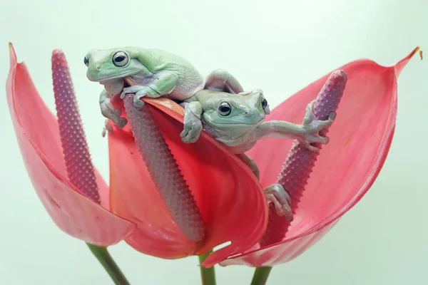 Dvě Zavalité Stromové Žáby Ležící Růžové Květince Anthuria Tento Zelený — Stock fotografie